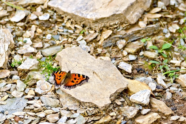 Arancio farfalla sulle pietre