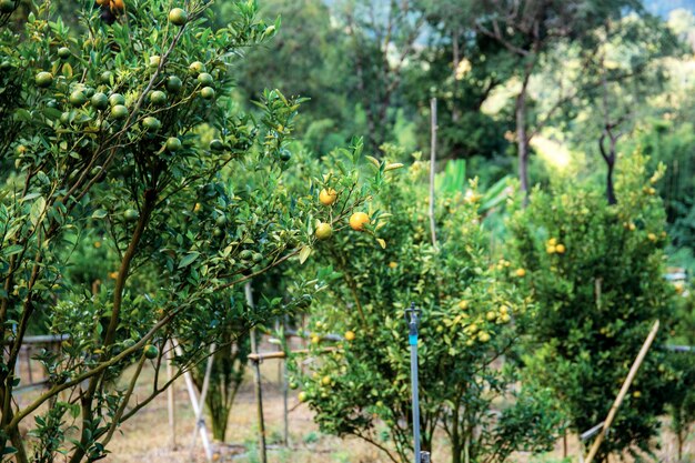 Arancio in fattoria.