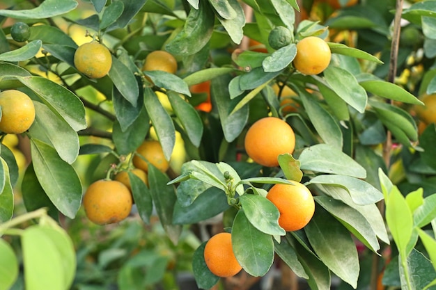 Arancio in giardino