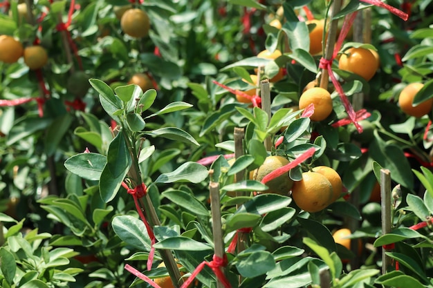 Arancio in giardino