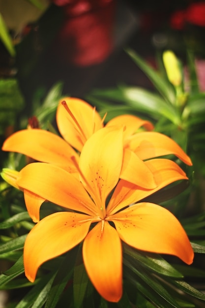 Arancio Lily