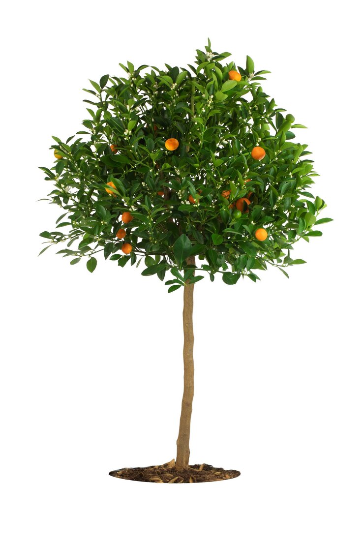 Arancio o mandarino con frutti e fiori isolati su sfondo bianco