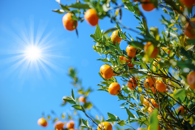 arancio selvatico sotto il blu e il sole