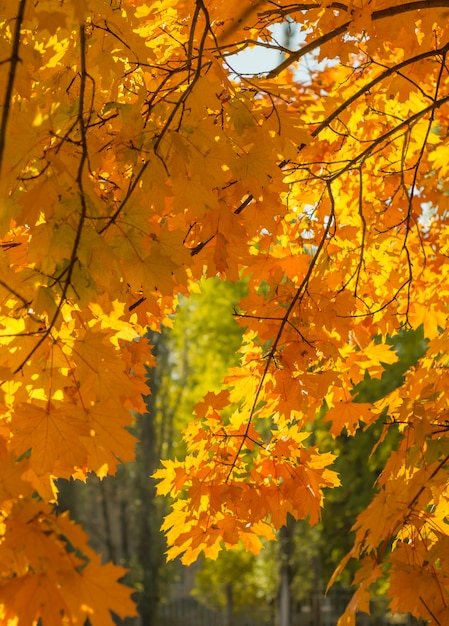 Arancio, sole aggrovigliato nelle foglie dorate dell'albero - autunno giallo