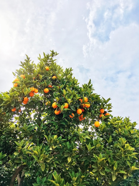 Arancio su cielo blu. Frutti maturi freschi sui rami con le foglie verdi. Frutteto, Kemer, Turchia.