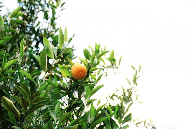 Arancio sull&#39;albero con sfondo isolato.