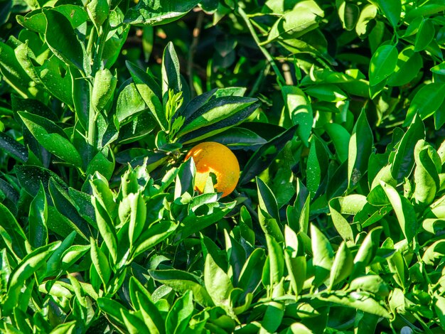 Arancio sull'albero, piantagione di frutta.