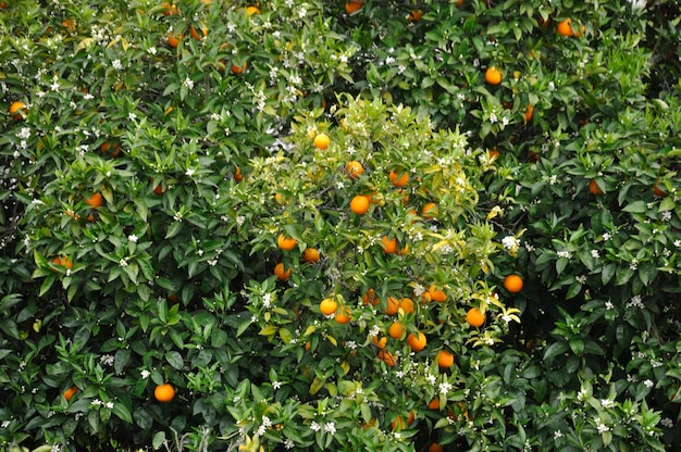 Arancio vicino al Douro in Portogallo