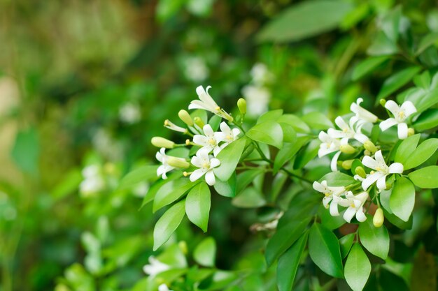 Arancione Jessamine, Legno di raso, Corteccia Cosmetica