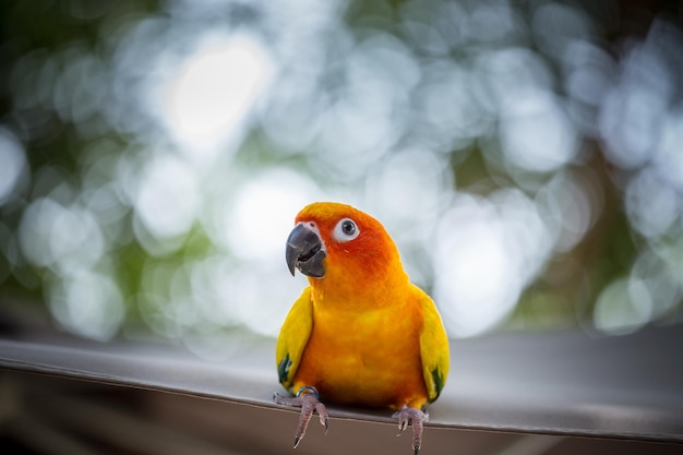 Aratinga solstitialis conuro con sfondo verde