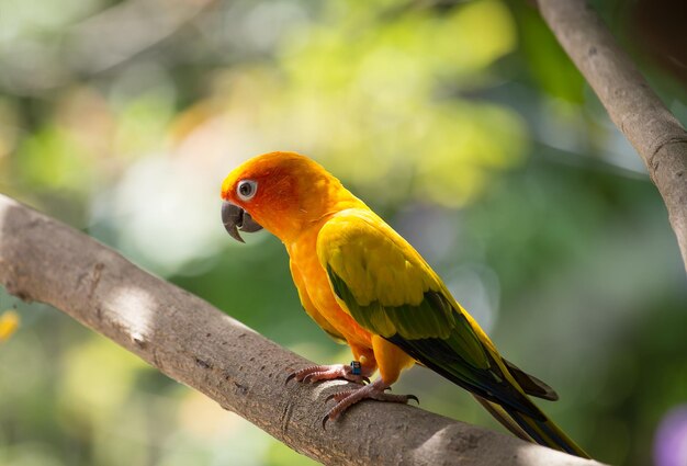 Aratinga solstitialis su banch tree