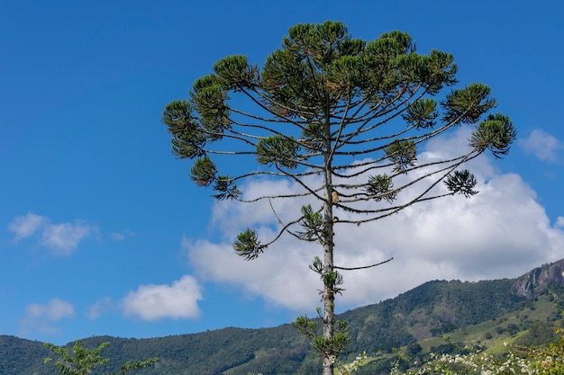 Araucaria albero con paesaggio di montagna e cielo blu