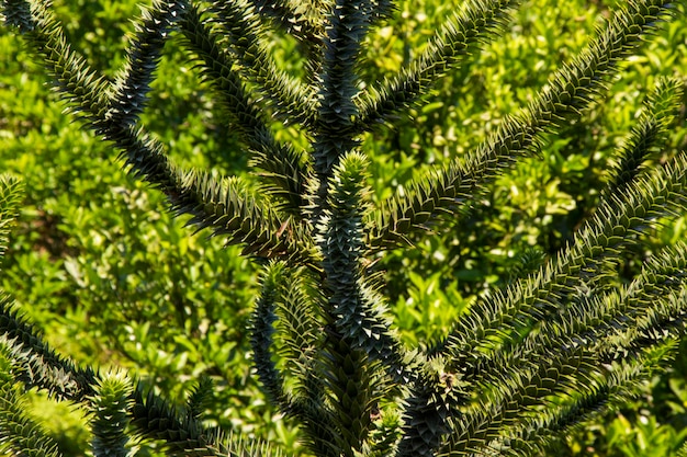 Araucaria araucana pino sempreverde