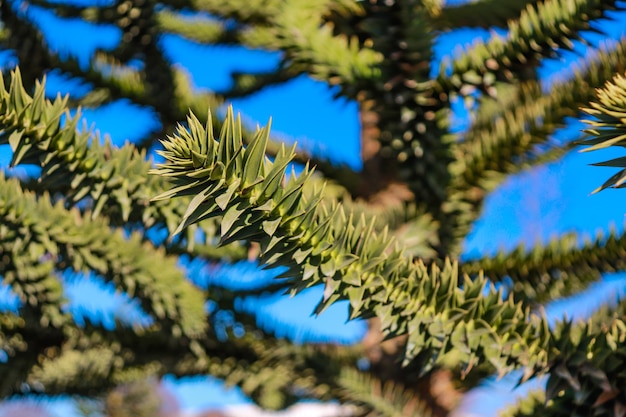 Araucaria grande albero dell'ago araucaria closeup