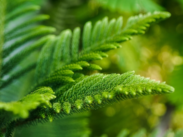 Araucaria heterophylla