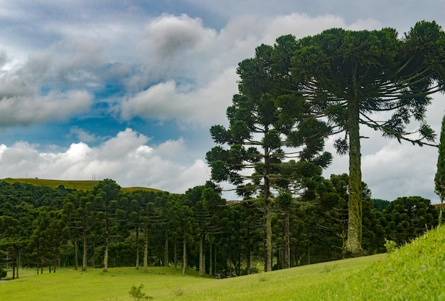 ARAUCARIAS Araucaria angustifolia specie arborea dominante nel sud del Brasile