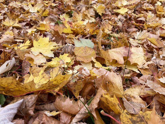 Arazzo del concetto di foglie di acero giallo caduto