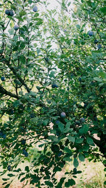 Arbol de arandanos en el campo