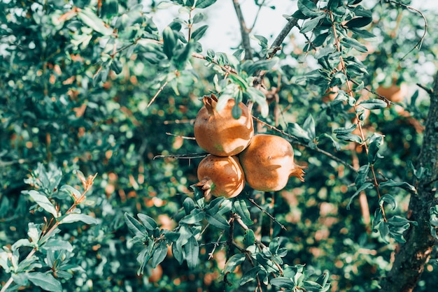 Arbol de granada con sus frutos