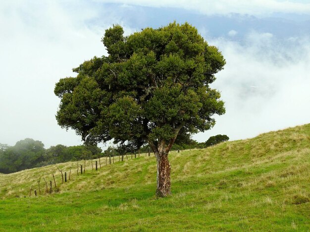 Arbol solitario