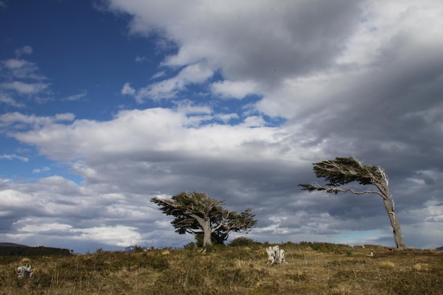 Arboles Bandera