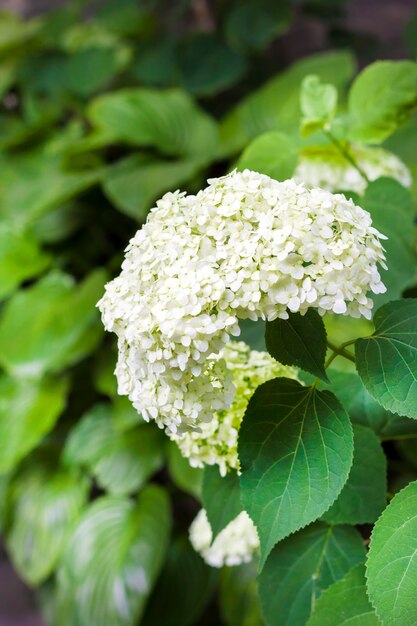 Arborescens bianco di Annabelle Hydrangea di fioritura