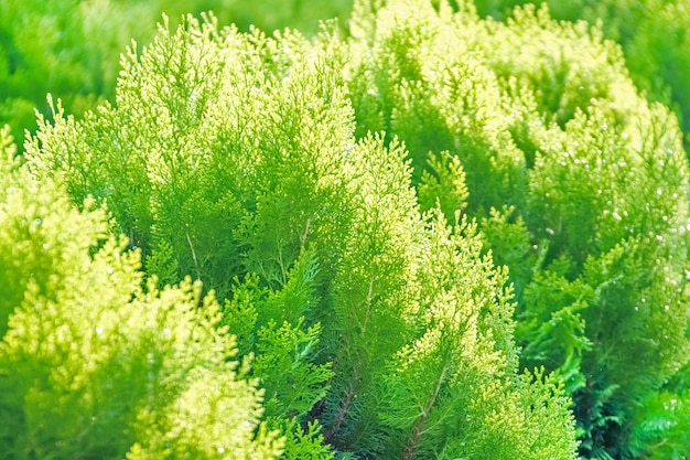 Arborvitae verde soleggiato