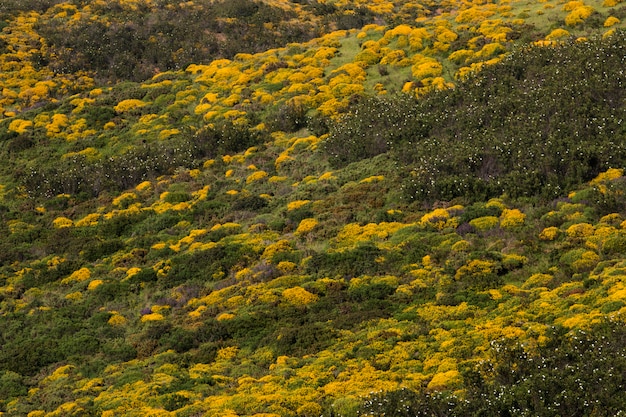 Arbusti densi gialli di ulex