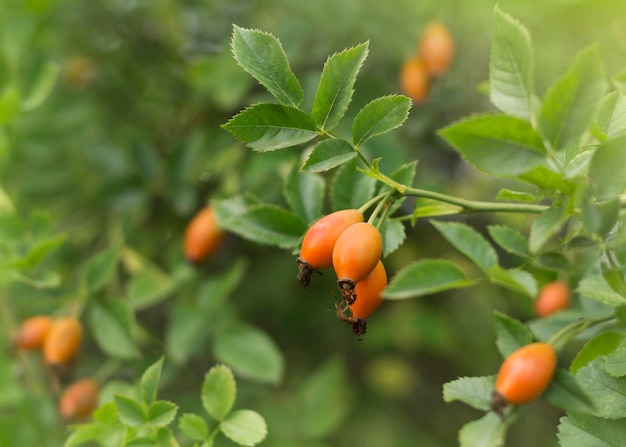 Arbusti di rosa canina in natura