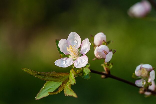 Arbusti fioriti di fiori bianchi con foglie verdi