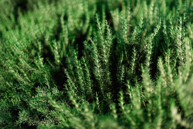 Arbusti freschi di rosmarino in giardino. I cespugli di erba verde crescono all&#39;aperto. Chiuda su delle foglie dei rosmarini sulla piantagione dell&#39;agricoltura