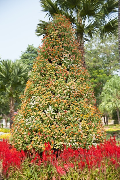 Arbusti nel giardino.