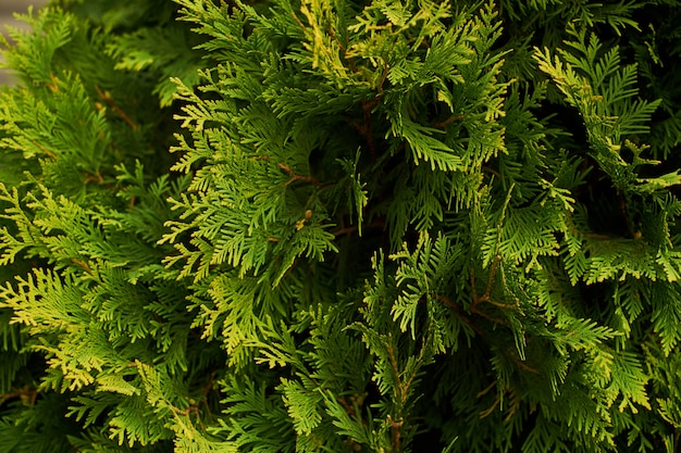 Arbusti ornamentali Cespuglio di sfondo verde arbusti muro