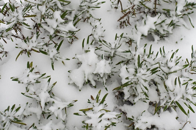 Arbusti ornamentali da giardino sotto la neve bianca. Foto dello studio.