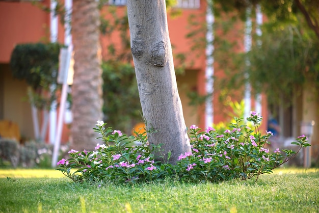 Arbusti verdi con fiori che sbocciano luminosi che crescono nel parco tropicale