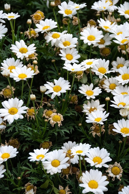 Arbusto con fiori a margherita con petali bianchi e centro giallo