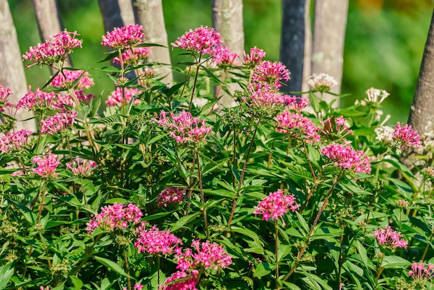 Arbusto con piccoli fiori rosa femminilità e purezza