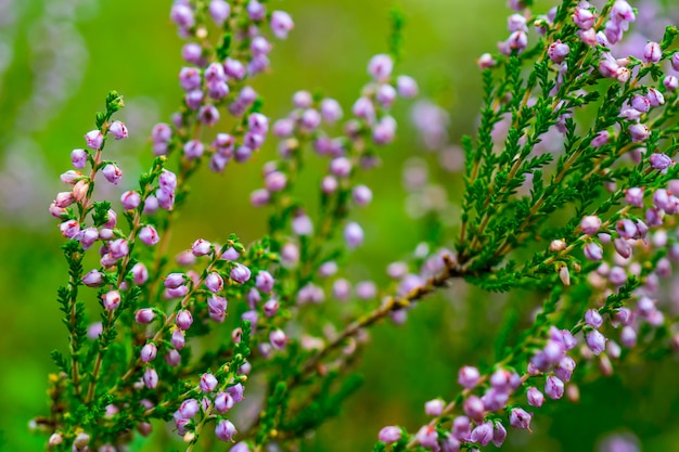 Arbusto con piccoli fiori rosa