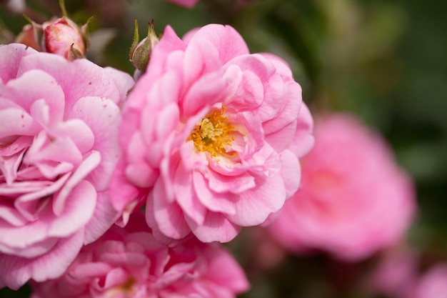 Arbusto da fiore delicato con rose e rosa canina