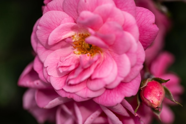 Arbusto da fiore delicato con rose e rosa canina