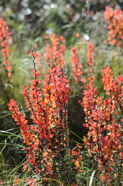 arbusto decorativo in autunno in una giornata di sole