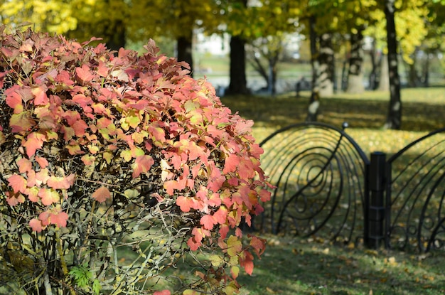 arbusto decorativo in autunno in una giornata di sole