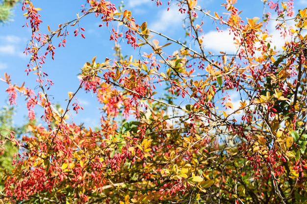 Arbusto di crespino colorato con frutti maturi in autunno