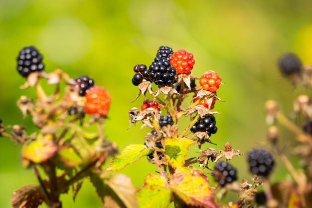 Arbusto di more con frutti di bosco freschi