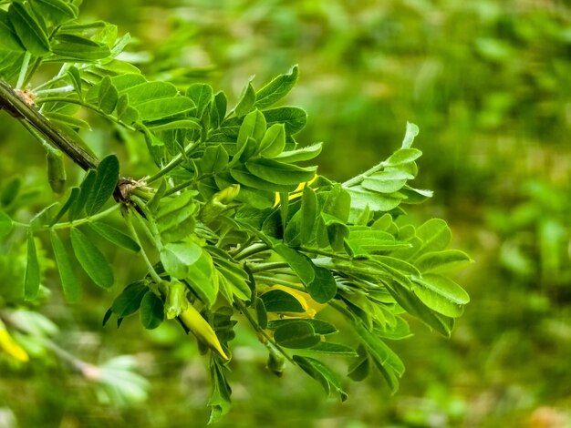 arbusto di pisello Caragana frutex pianta xerofila acacia delle steppe all'inizio della primavera