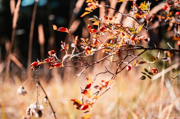 Arbusto di radica di rosa canina in natura