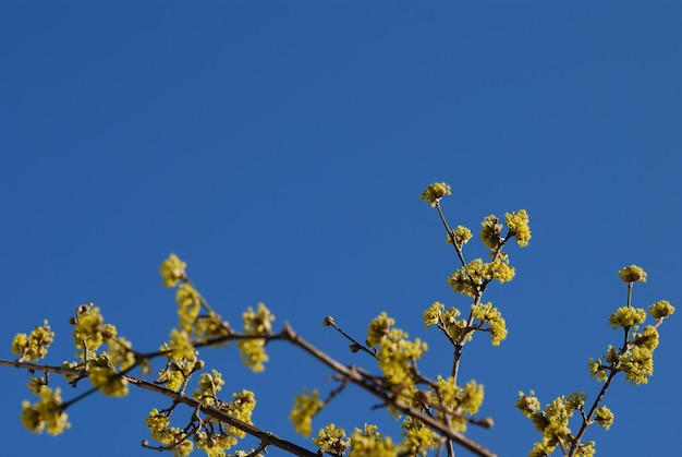 Arbusto e cielo