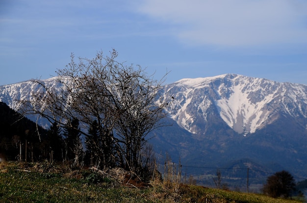 Arbusto e montagna con neve