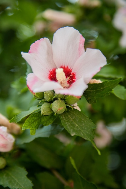 Arbusto erboso di fiori di ibisco da vicino circondato da foglie verdi