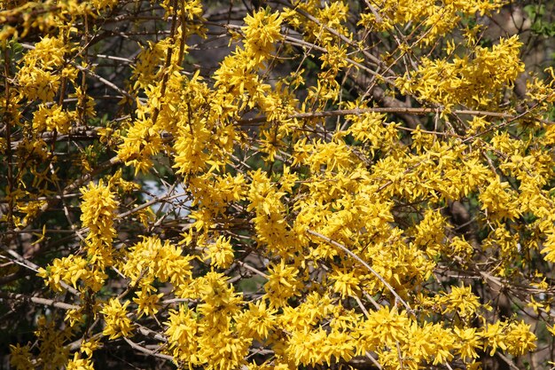 Arbusto giallo di forsizia in fiore